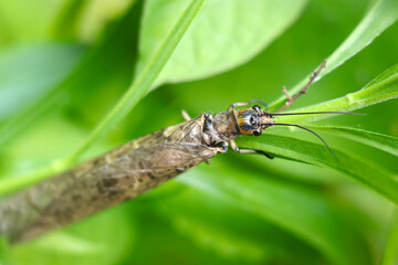 Japanese large dobson fly (Yamatokurosujihebitombo, Parachauliodes japonicus) holding on to a grass stalk (Close up head part macro photograph on a sunny outdoor)