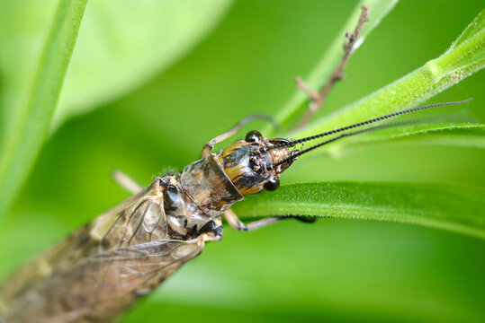 Japanese large dobson fly (Yamatokurosujihebitombo, Parachauliodes japonicus) holding on to a grass stalk (Close up head part macro photograph on a sunny outdoor)