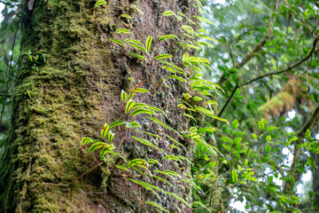 A variety of plants grow on tree trunks.