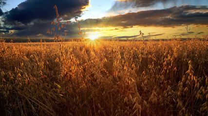 Oats field at sunset. Sunny summer evening. - obrazy, fototapety, plakaty