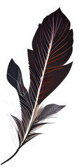 feather boho
