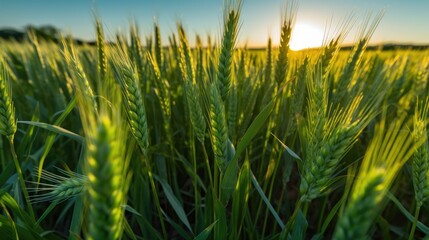 Verdant Green Wheat Meadow Close-Up in 16:9 Aspect Ratio, Vivid Energy and Vigor, Dazzling Azure Firmament, Hypnotic Textures, Illuminated Apexes, Complex Shadings, Generative AI Illustration