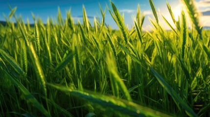 Obraz premium Verdant Green Wheat Meadow Close-Up in 16:9 Aspect Ratio, Vivid Energy and Vigor, Dazzling Azure Firmament, Hypnotic Textures, Illuminated Apexes, Complex Shadings, Generative AI Illustration