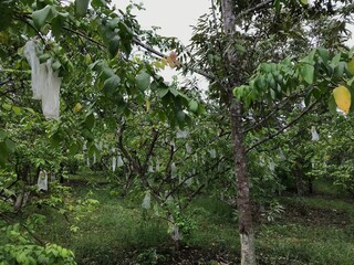 Fototapeta premium beautiful starfruit garden nature green background. fresh and cool. starfruit garden