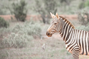 zebra in tsavo east Kenya