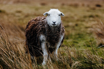 sheep in the field