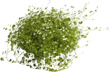 Pflanze mit weissen Blüten