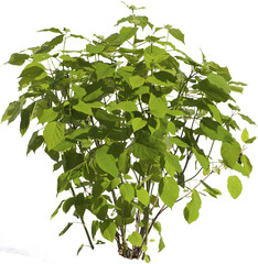 Junge Hortensie noch ohne Bl&uuml;ten