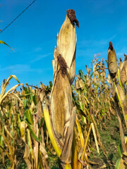 Closeup view of the corn garden ready to harvest. Dry corn stalks with cobs. Corn on the stalk dry corn with blue sky background.

