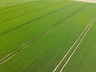 View from above of a young growing wheat on the field with lanes in spring