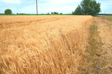 a field of ripe yellow wheat against a blue sky