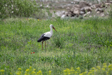 Obraz na płótnie Canvas storks on a green grassy meadow looking for food on a sunny spring day