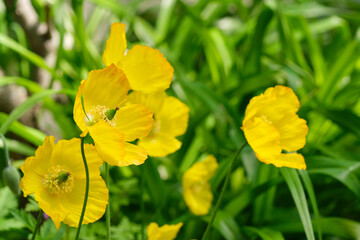 Closeup of yellow mock poppies or papaver cambricum with visible seedpod and stamens.