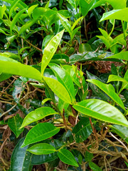 green tea plant leaves for tea