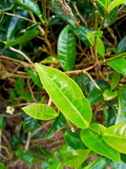 Fototapeta na wymiar green tea plant leaves for tea