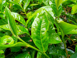 green tea plant leaves for tea