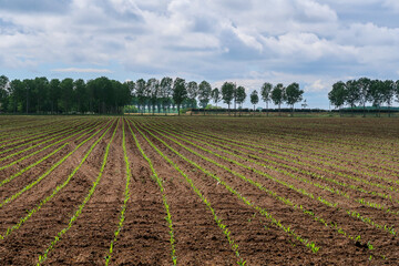 Po Valley landscape field cultivation nature natural agriculture farmhouse tree earth