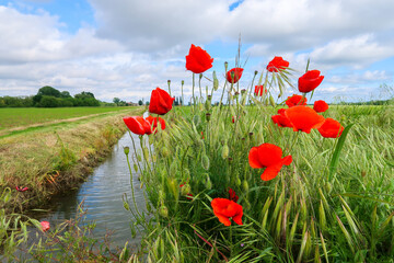 Obraz premium Po Valley landscape field cultivation nature natural agriculture farmhouse tree earth