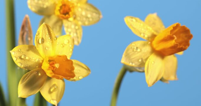yellow daffodils with dew drops on blue background. video 4k