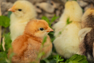 little chicks stand near their mum chicken in the green grass
