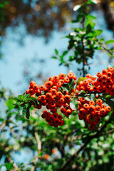 Obraz premium Red berries on a tree against blue sky. Autumn nature