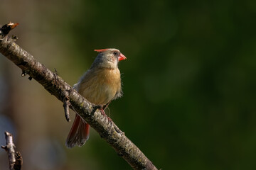 Northern Cardinal (Cardinalis cardinalis), female  sitting on a  tree branch