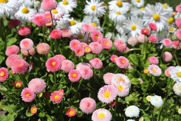 Bellis perennis pomponette. Pink daisy with green leaves in spring  garden.