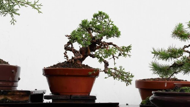 A bonsai tree itoigawa with green leaves waving on the breeze of the wind