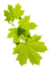 maple green leaf isolated without background.