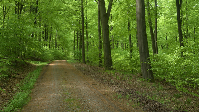Deister - Buchenwald im Fr&uuml;hling, nahe Barsinghausen, Niedersachsen, Deutschland, Europa