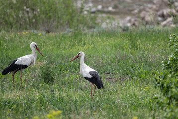 storks on a green grassy meadow looking for food on a sunny spring day