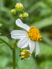 Fototapeta premium Romerillo or bidens alba in the garden 