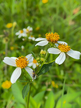 Bidens alba flowers in the garden 