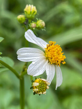 Romerillo or bidens alba in the garden 
