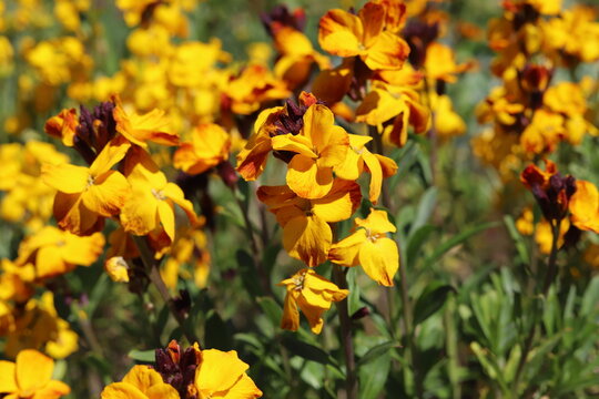 Spring flowers of Erysimum cheiri also known as the Wallflower.