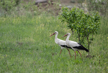 storks on a green grassy meadow looking for food on a sunny spring day