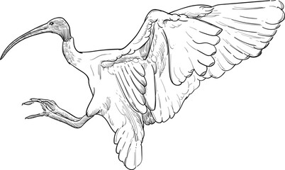 Vintage hand drawn sketch bin chicken