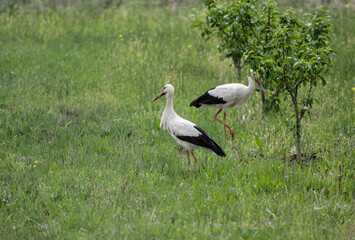 storks on a green grassy meadow looking for food on a sunny spring day