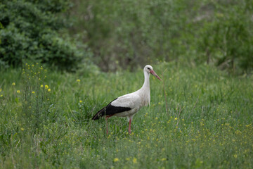storks on a green grassy meadow looking for food on a sunny spring day