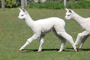 Fototapeta premium Baby alpacas running in a field