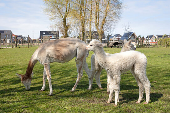 Baby alpaca standing in a field