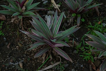 Tradescantia spathacea, the oyster plant, boatlily or moses in the cradle in the garden. Tanaman...