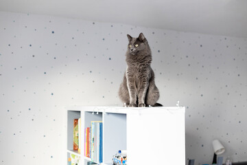 A fluffy gray cat sits on a bookcase in a children's room and looks away. Funny pets. Cat life at home © Elena Medoks