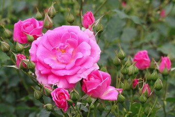 薔薇（フロリック）