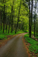 Fototapeta na wymiar way through the green forest in the swiss jura