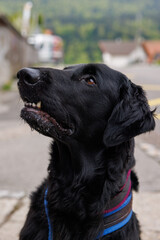 flatcoated Retriever while walking in the Swiss Jura in spring