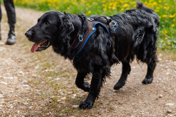 flatcoated Retriever while walking in the Swiss Jura in spring