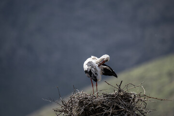 storks in the nest against the blue sky on a sunny spring day