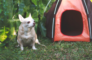Fototapeta na wymiar brown short hair Chihuahua dog sitting in front of orange camping tent on green grass, outdoor, looking away. Pet travel concept.
