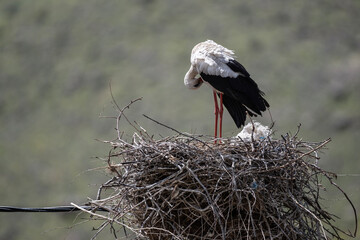 storks in the nest against the blue sky on a sunny spring day